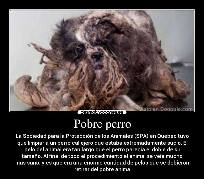 Pobre perro -