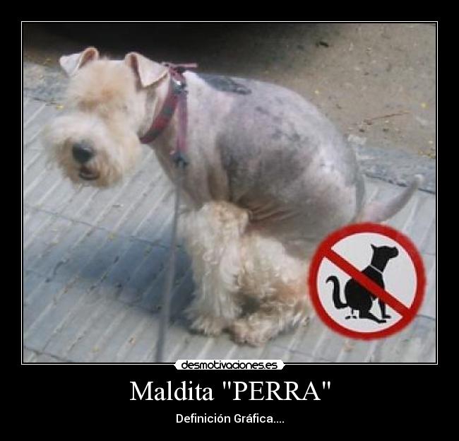 Maldita PERRA - 