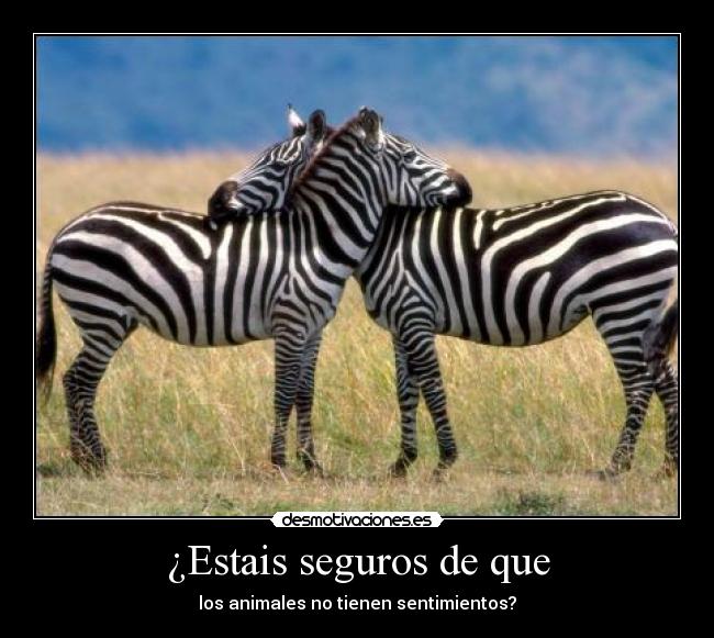 ¿Estais seguros de que - los animales no tienen sentimientos?