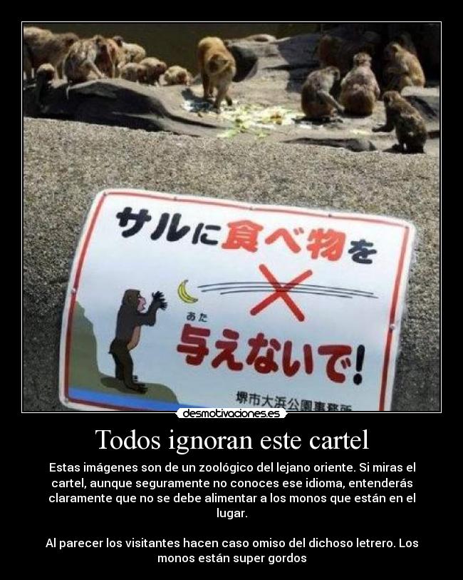 Todos ignoran este cartel - Estas imágenes son de un zoológico del lejano oriente. Si miras el
cartel, aunque seguramente no conoces ese idioma, entenderás
claramente que no se debe alimentar a los monos que están en el
lugar.
Al parecer los visitantes hacen caso omiso del dichoso letrero. Los
monos están super gordos