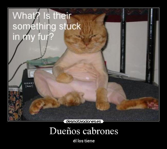 Dueños cabrones - 