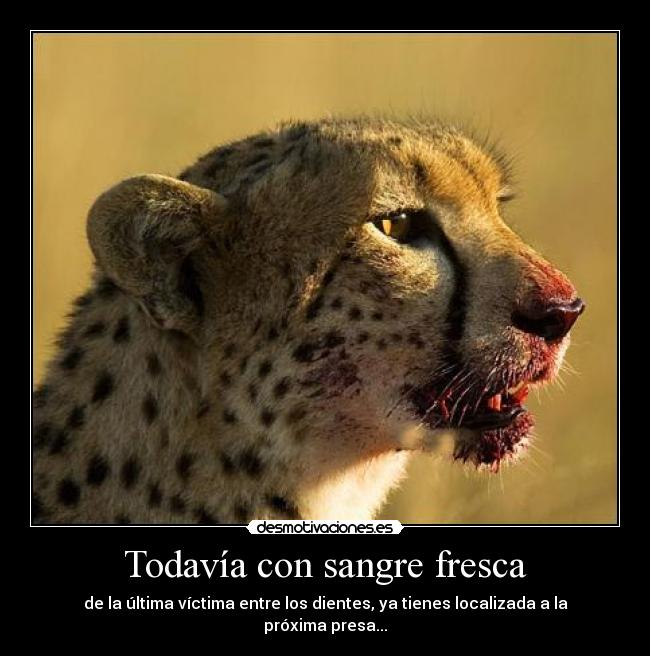 Todavía con sangre fresca - de la última víctima entre los dientes, ya tienes localizada a la próxima presa...
