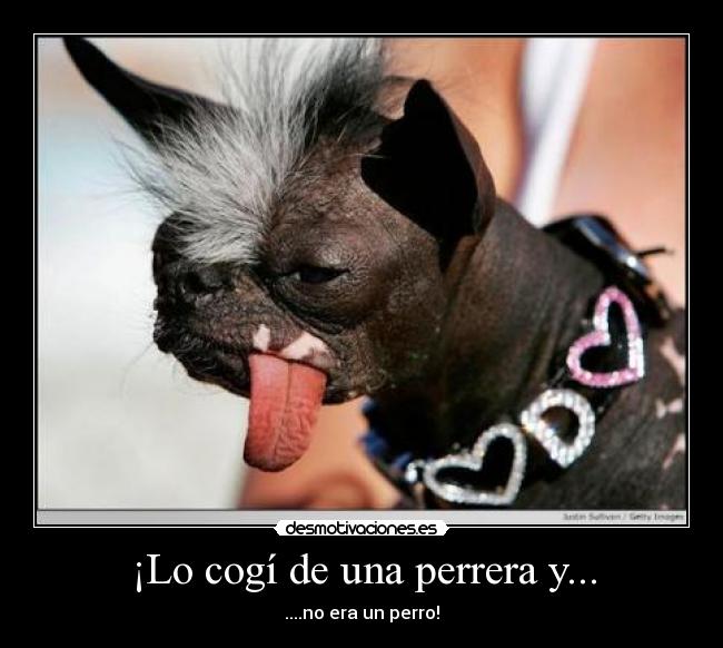 carteles perro desmotivaciones