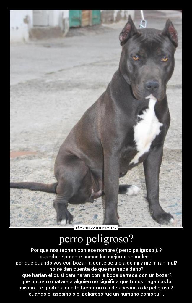 perro peligroso? - Por que nos tachan con ese nombre ( perro peligroso )..?
cuando relamente somos los mejores animales....
por que cuando voy con bozar la gente se aleja de mi y me miran mal?
no se dan cuenta de que me hace daño?
 que harian ellos si caminaran con la boca serrada con un bozar?
que un perro matara a alguien no significa que todos hagamos lo
mismo...te gustaria que te tacharan a ti de asesino o de peligroso?
cuando el asesino o el peligroso fue un humano como tu....