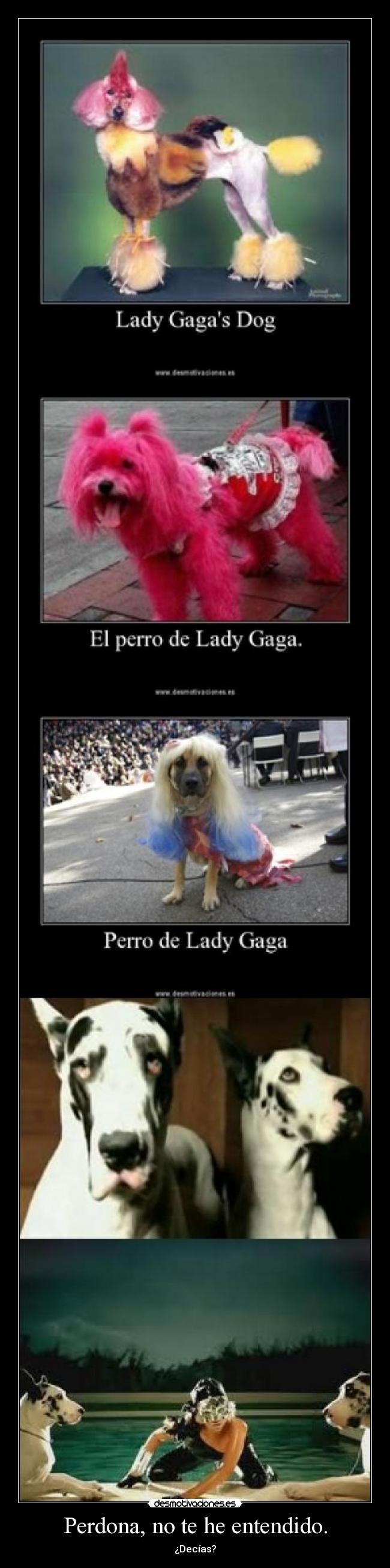 carteles lady gaga perros rumpus lava desmotivaciones