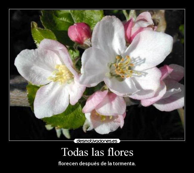 Todas las flores - 