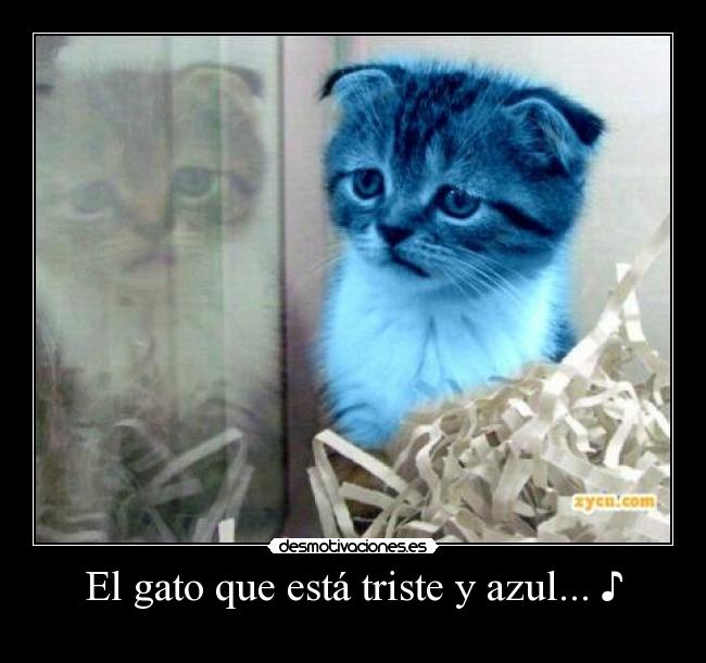 El gato que está triste y azul... ♪ - 
