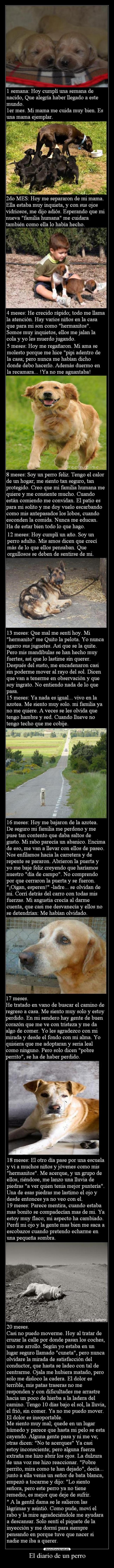 El diario de un perro -