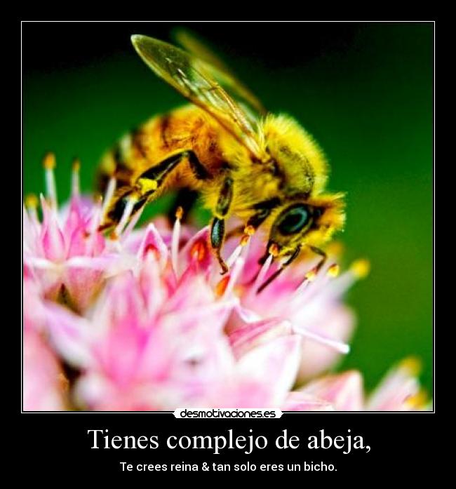 Tienes complejo de abeja, -