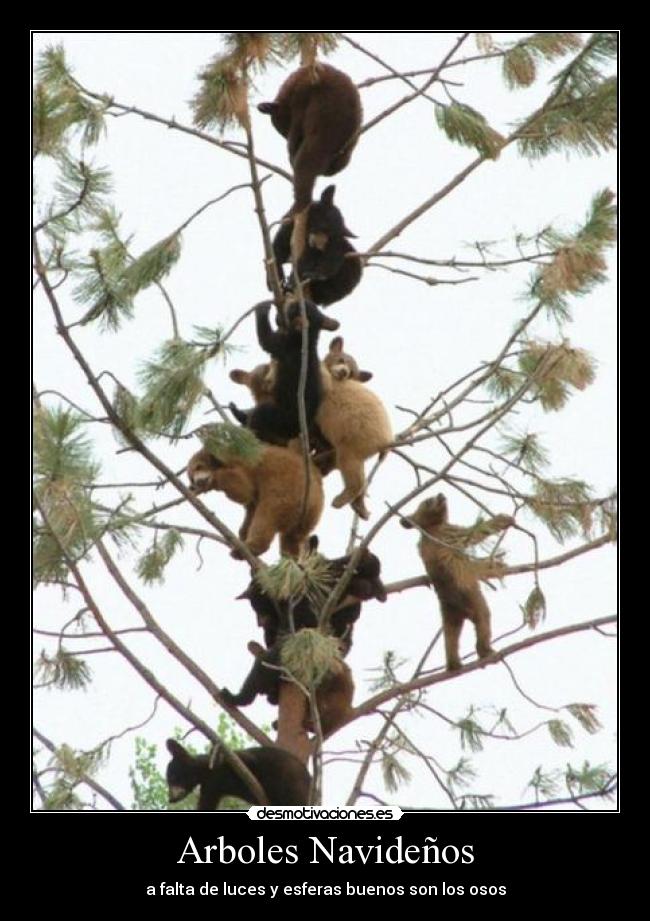 Arboles Navideños - a falta de luces y esferas buenos son los osos