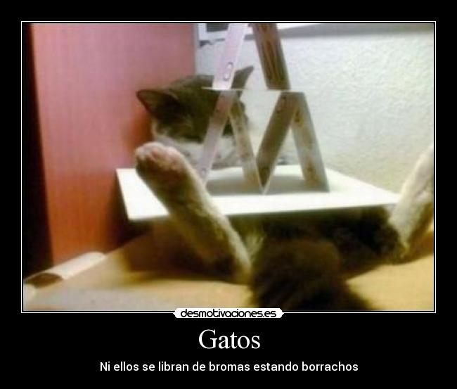 Gatos - Ni ellos se libran de bromas estando borrachos