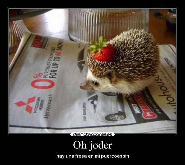 Oh joder - hay una fresa en mi puercoespin
