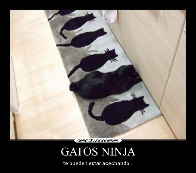 GATOS NINJA - 