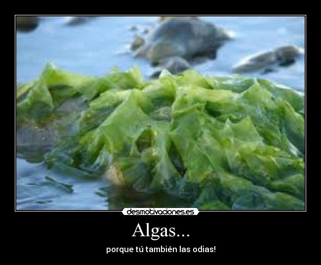 Algas... - porque tú también las odias!