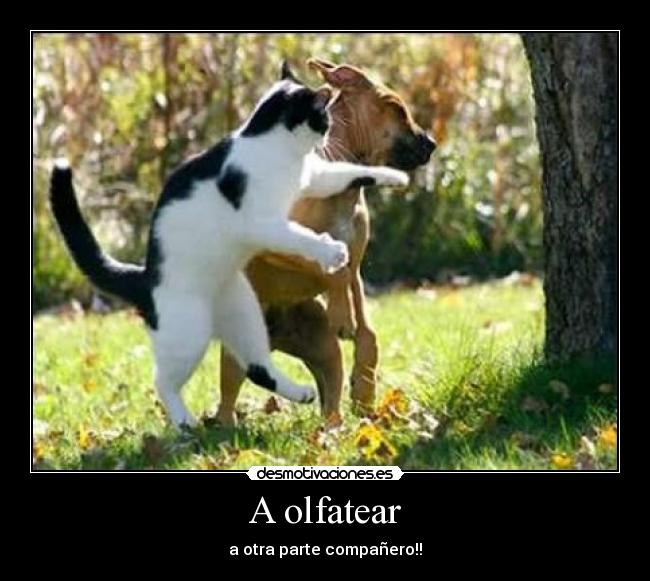 carteles golpe gatos perros cosas estupidas tener hacer buscar divertirse desmotivaciones