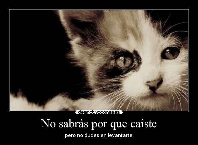 carteles braivel porque eso trata ostias van vienen caes levantas desmotivaciones