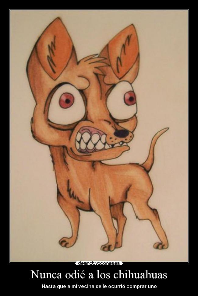 Nunca odié a los chihuahuas -