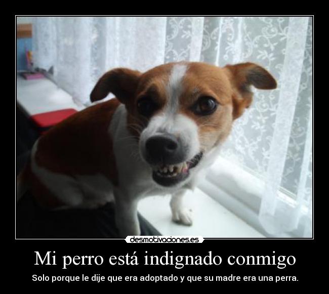 carteles perra adoptado perro lol indignado desmotivaciones