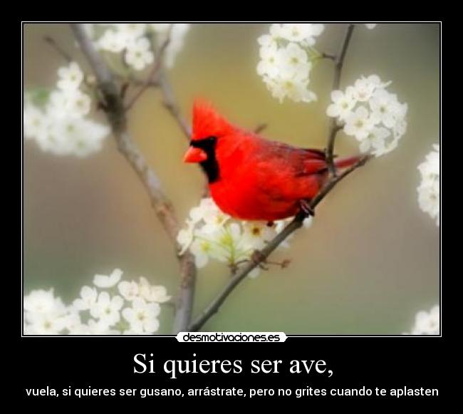 Si quieres ser ave, - vuela, si quieres ser gusano, arrástrate, pero no grites cuando te aplasten