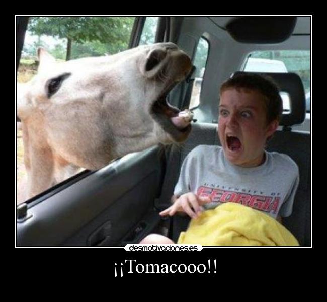 ¡¡Tomacooo!! - 