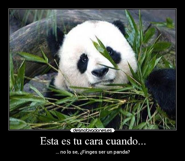 Esta es tu cara cuando... - ... no lo se, ¿Finges ser un panda?