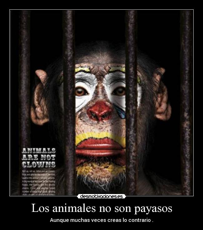 Los animales no son payasos - Aunque muchas veces creas lo contrario .