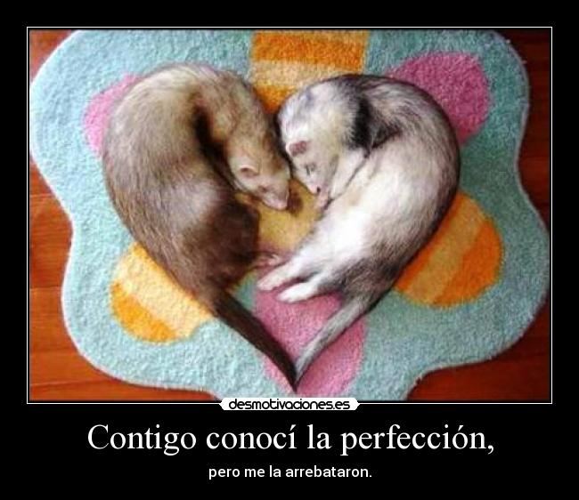 Contigo conocí la perfección, -