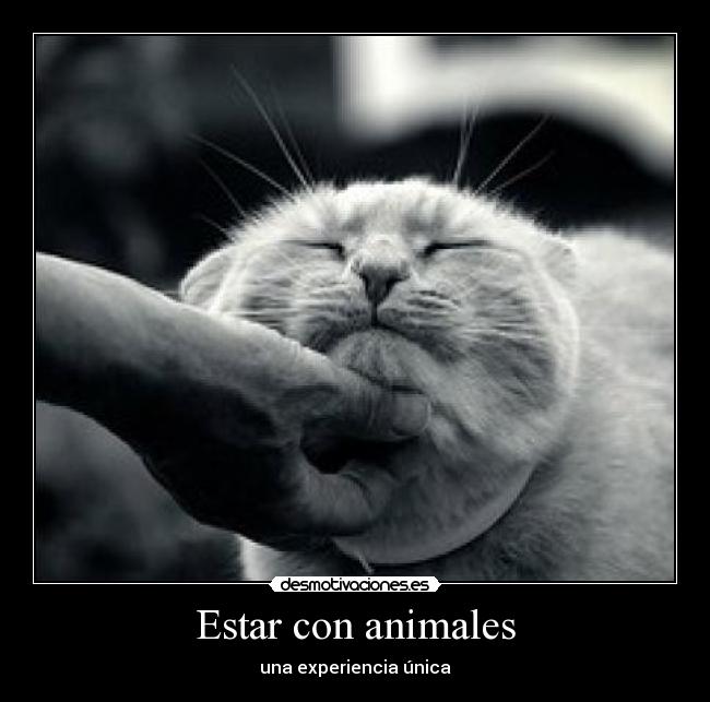 Estar con animales - una experiencia única