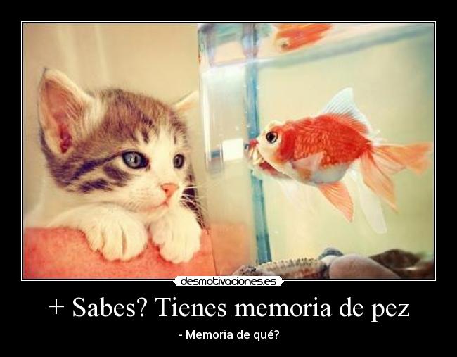 + Sabes? Tienes memoria de pez -