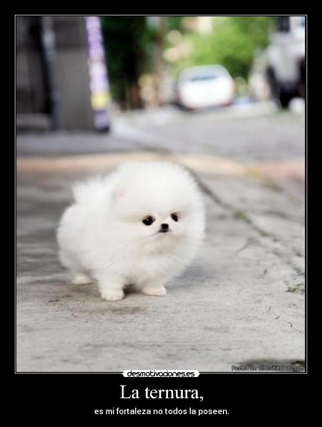 La ternura, - es mi fortaleza no todos la poseen.