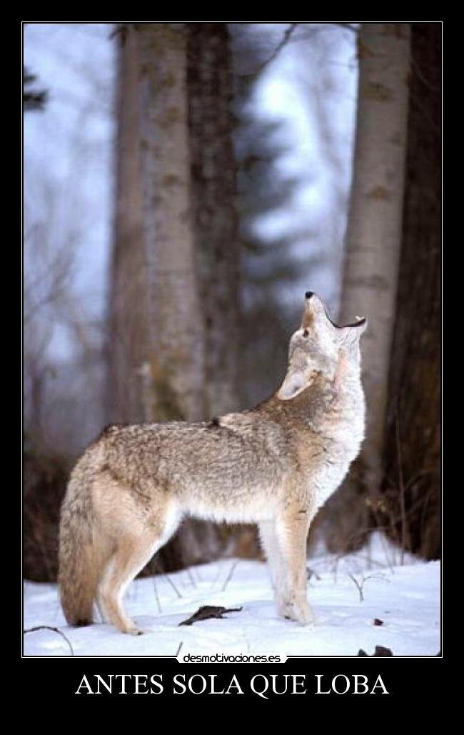 ANTES SOLA QUE LOBA -