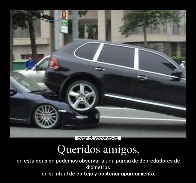 Queridos amigos, - en esta ocasión podemos observar a una pareja de depredadores de kilómetros
en su ritual de cortejo y posterior apareamiento.