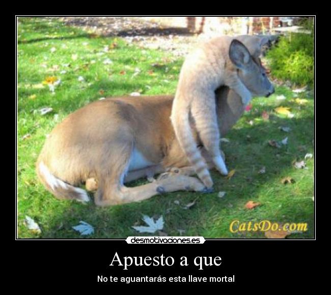 Apuesto a que - 