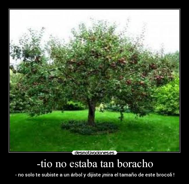 -tio no estaba tan boracho - - no solo te subiste a un árbol y dijiste ¡mira el tamaño de este brocoli !