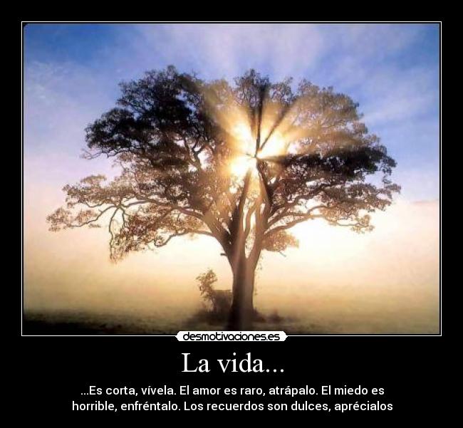 La vida... - ...Es corta, vívela. El amor es raro, atrápalo. El miedo es
horrible, enfréntalo. Los recuerdos son dulces, aprécialos