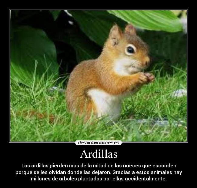 carteles ardillas desmotivaciones