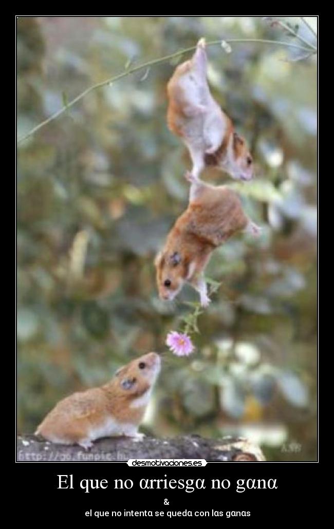 El que no αrriesgα no gαnα -