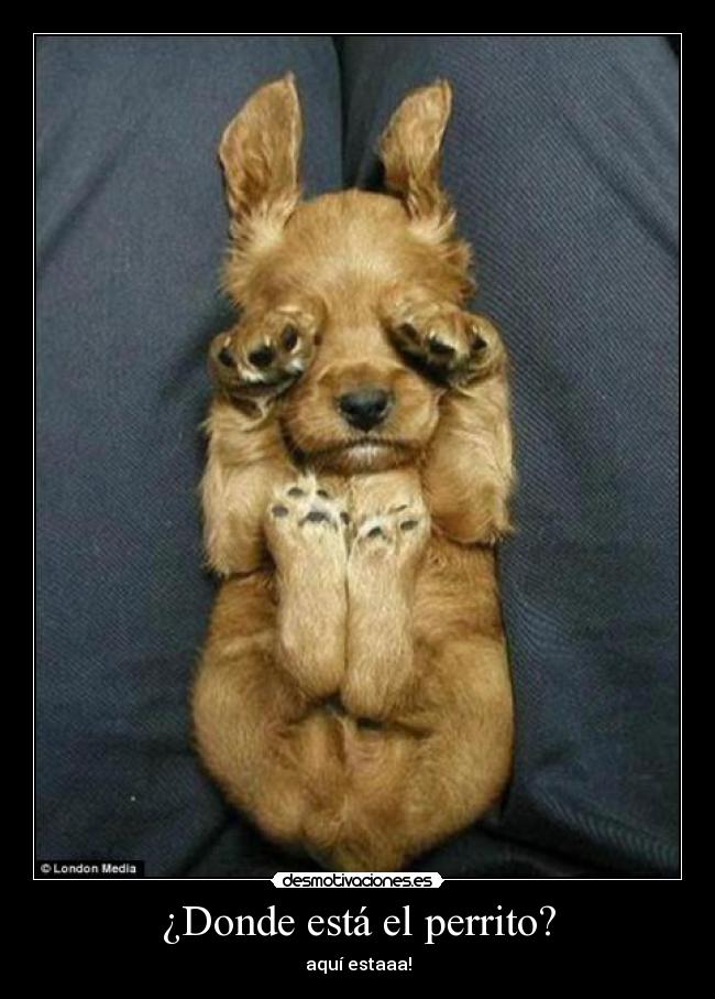 ¿Donde está el perrito? - aquí estaaa!