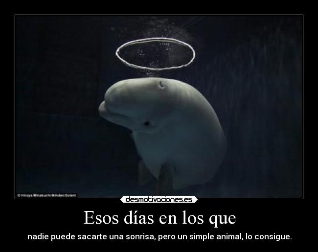 Esos días en los que - nadie puede sacarte una sonrisa, pero un simple animal, lo consigue.