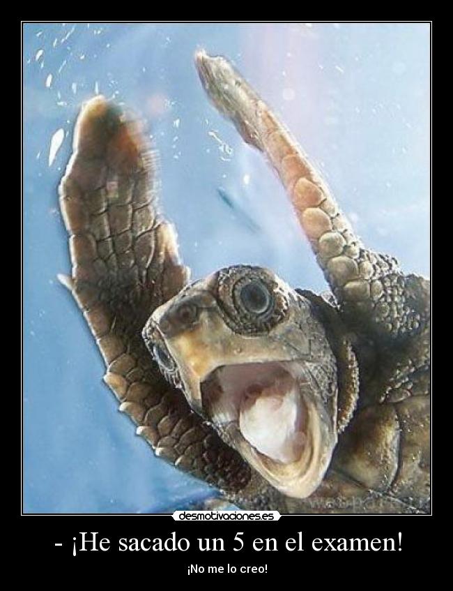 - ¡He sacado un 5 en el examen! -