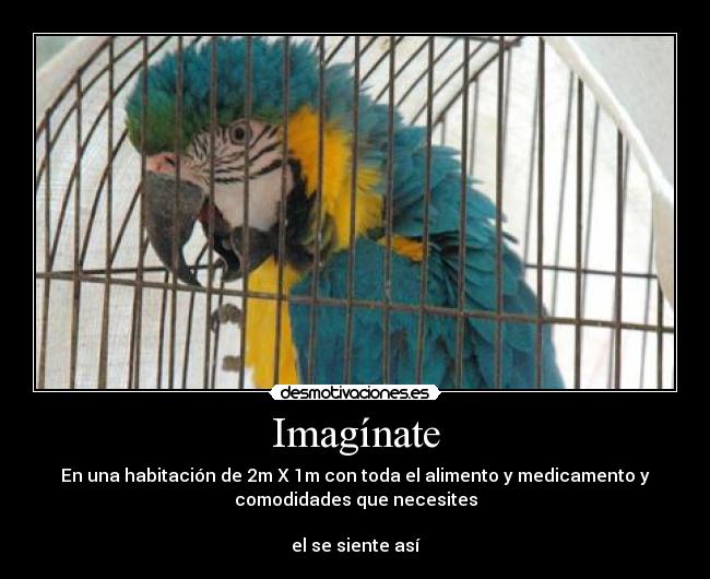 Imagínate -
