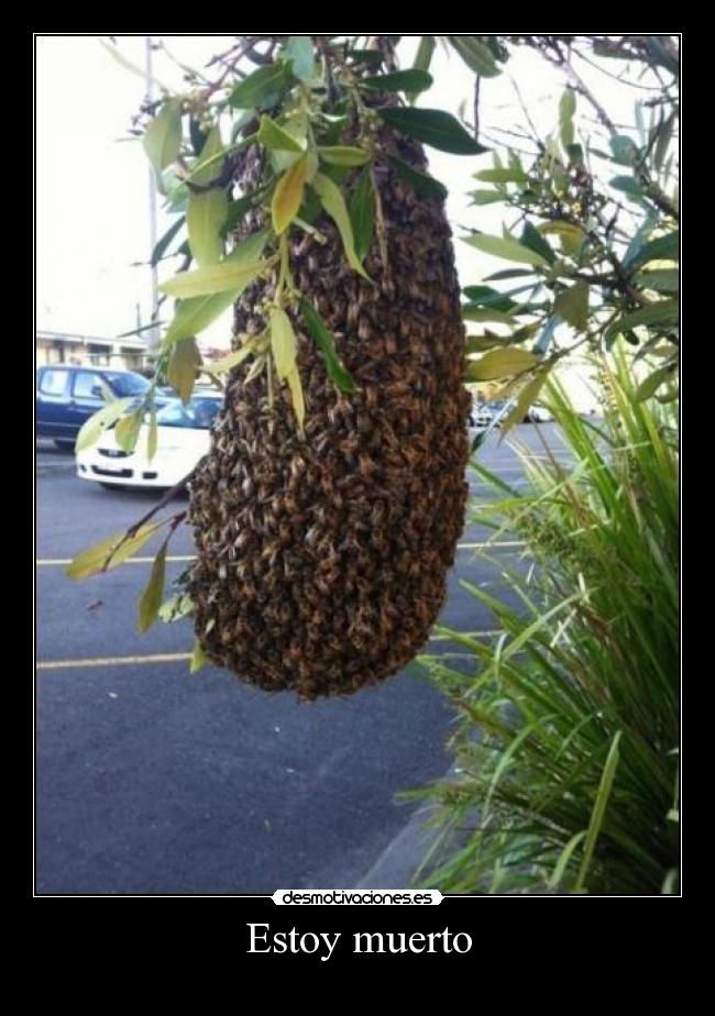 Estoy muerto -