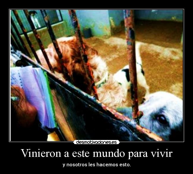 Vinieron a este mundo para vivir - y nosotros les hacemos esto.