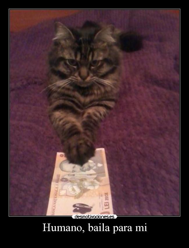 Humano, baila para mi -