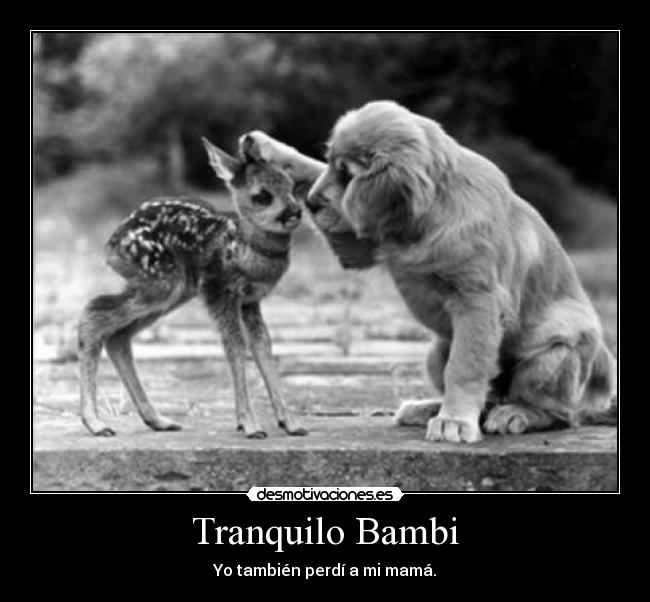 Tranquilo Bambi -