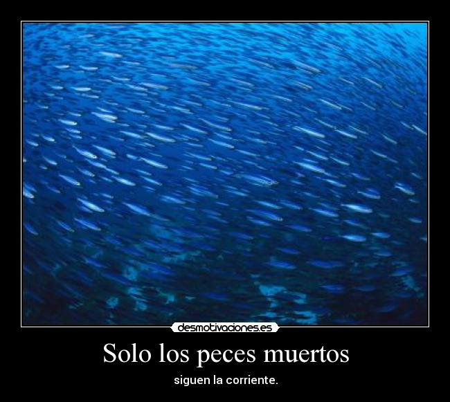 carteles peces desmotivaciones