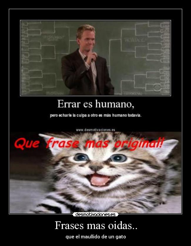 carteles frases carteles principales fraces mas oidas que maullido gato desmotivaciones
