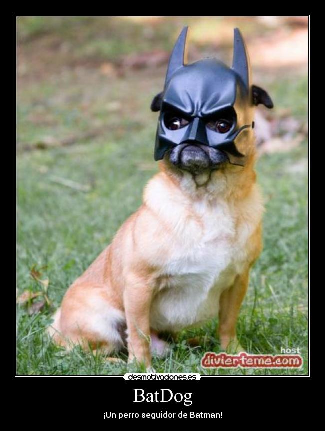 BatDog - 
