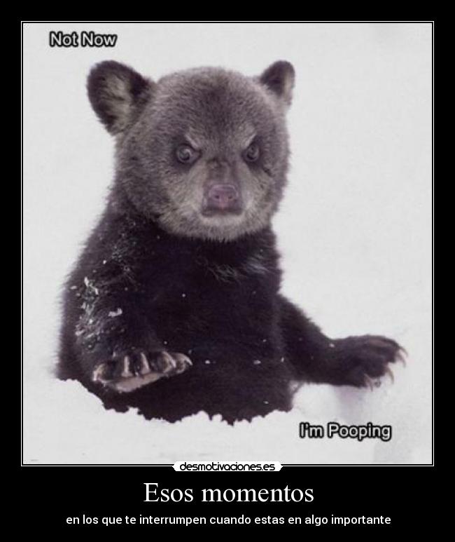 carteles oso cagar interrumpir importante nieve desmotivaciones