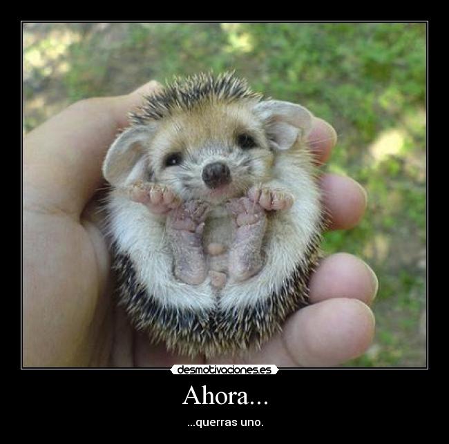 Ahora... - ...querras uno.